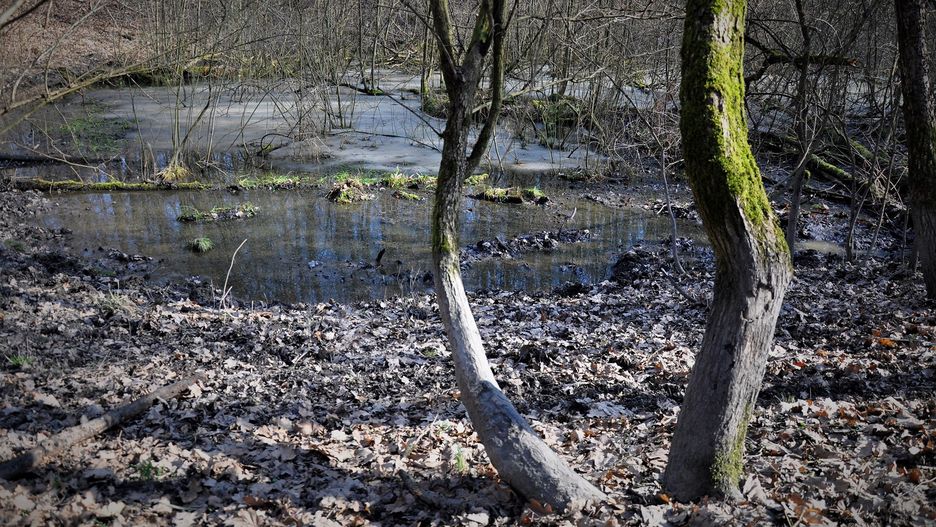 Wrocław. Porozumienie Dla Lasu Pilczyckiego i działkowcy z ROD "Zabłocie" i "Przy Lesie" zapraszaja na sobotnie sprzątanie Lasu Pilczyckiego