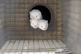 Zakaz hodowli zwierząt na futra. Branża zabrała głos