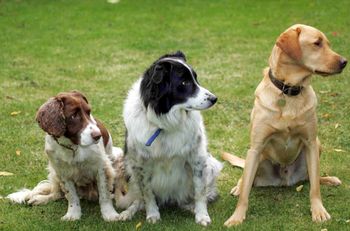 Czy psy będą mówić? To może wpłynąć na rozwój robotyki