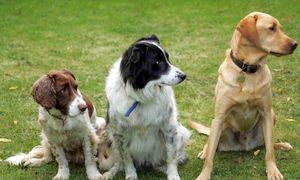 Czy psy będą mówić? To może wpłynąć na rozwój robotyki