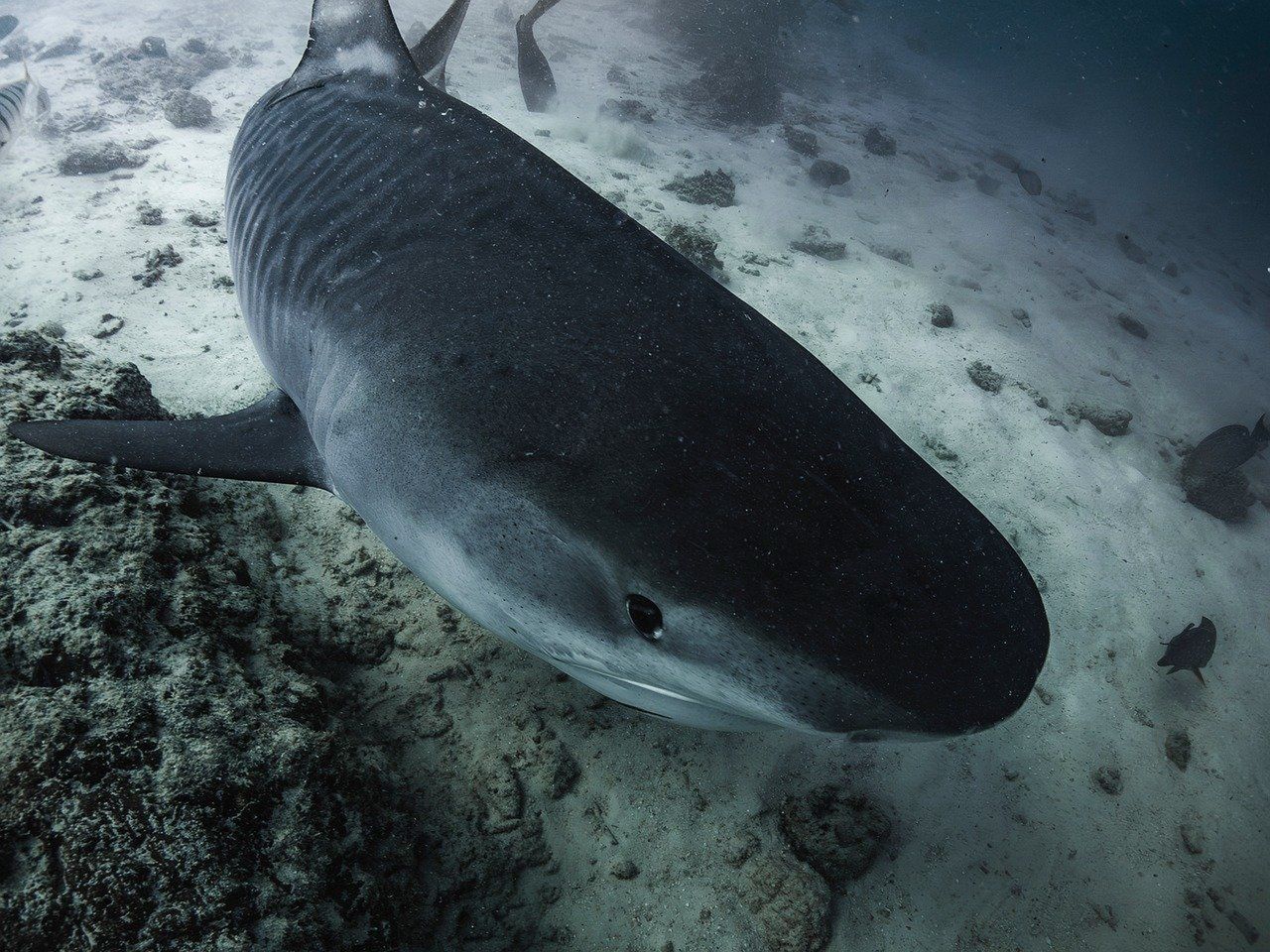 "Nigdy nie uderzyłem nikogo tak mocno" – przerażająca relacja Petera, który przeżył atak 3-metrowego żarłacza tępogłowego