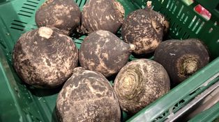 Polski żeń-szeń. Postawi twoją wątrobę na nogi