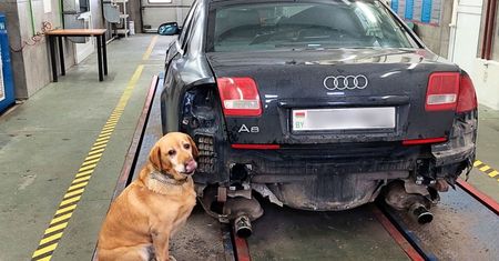 Wpadł podczas kontroli na granicy. Niespodziankę ukrytą w aucie znalazł pies