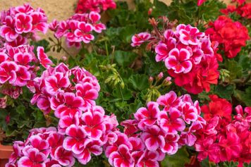 Ożywi pelargonie pod koniec sezonu. Prosty patent na wzrost kwiatów