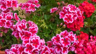 Ożywi pelargonie pod koniec sezonu. Prosty patent na wzrost kwiatów