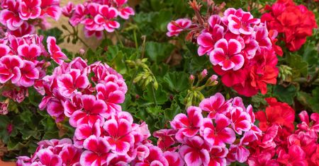 Ożywi pelargonie pod koniec sezonu. Prosty patent na wzrost kwiatów