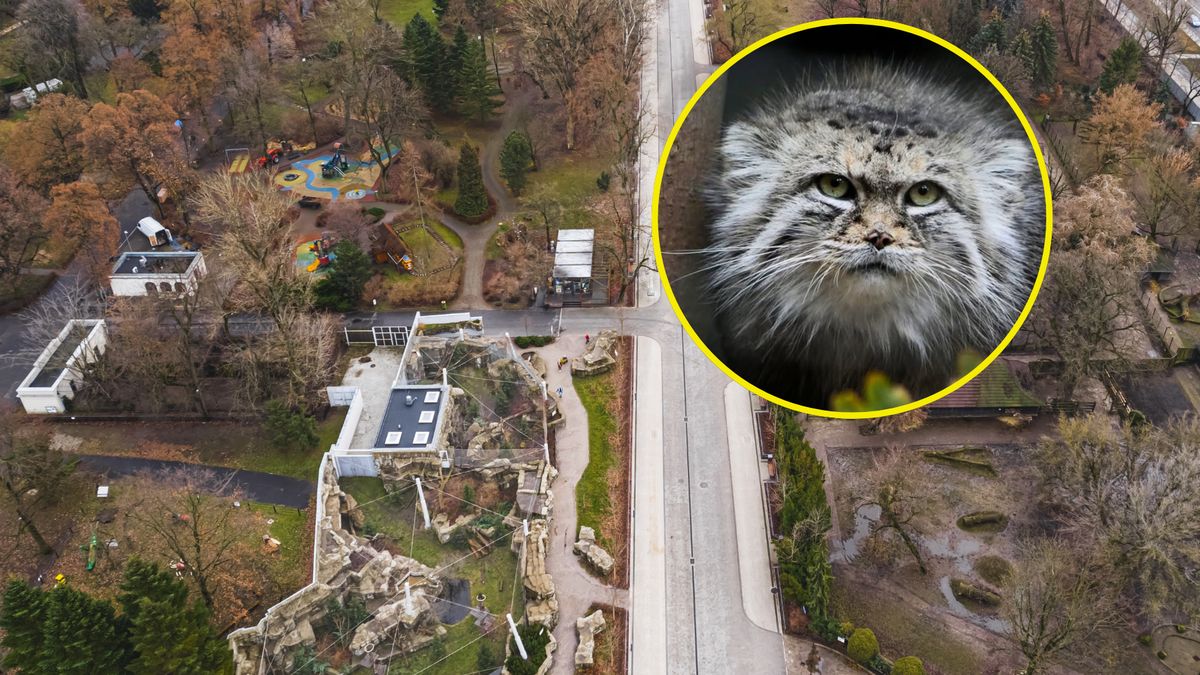 Internauci zwracają uwagę na przenikliwe spojrzenie zwierzaka