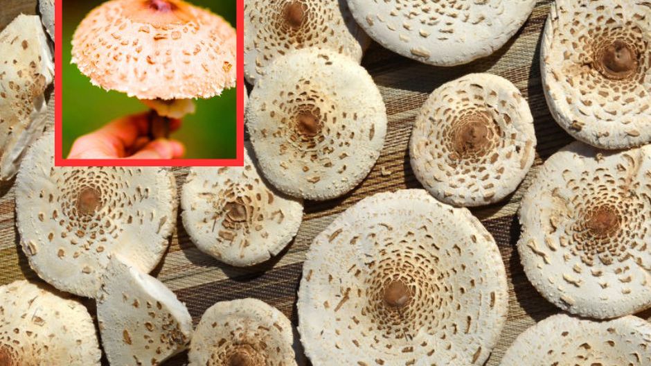 Uważaj na "fałszywą kanię". Problem mogą mieć nawet doświadczeni grzybiarze