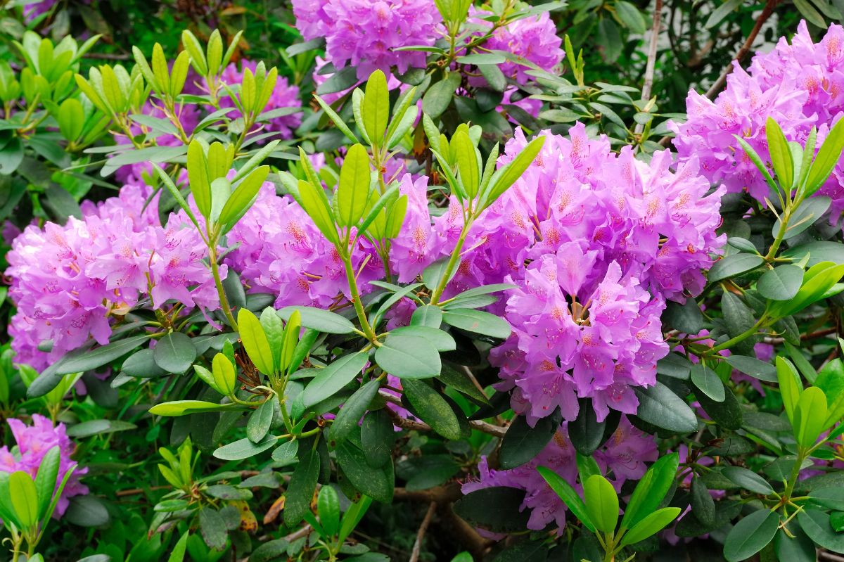 Rododendron w ogrodzie.