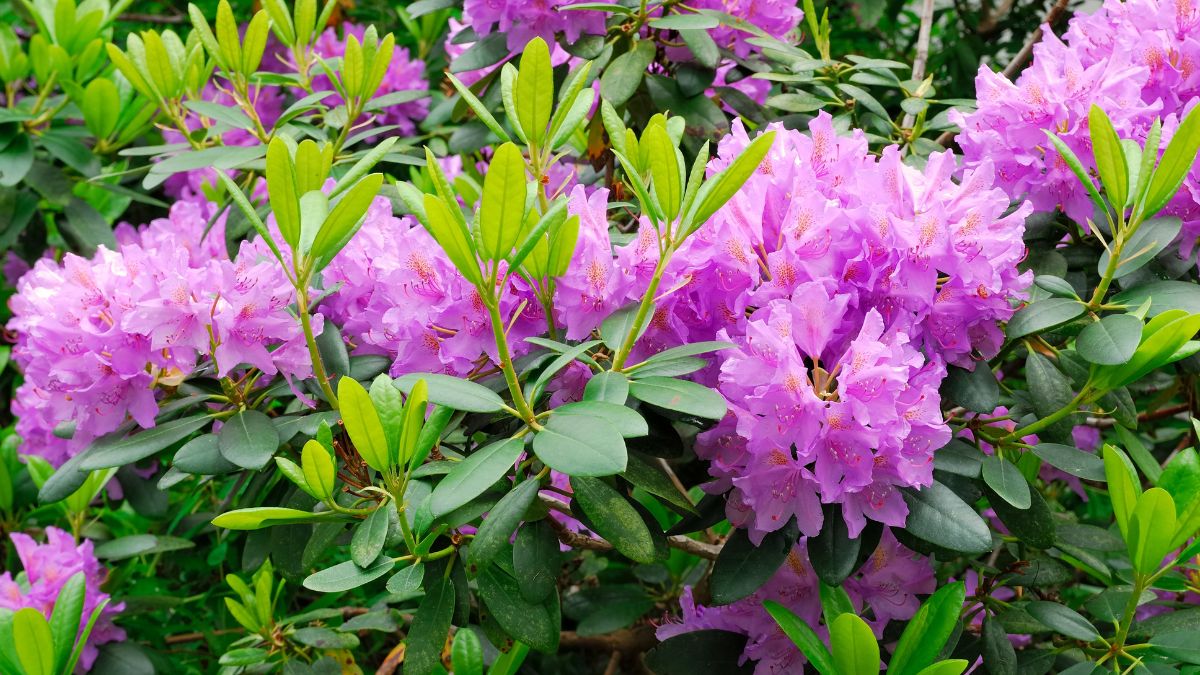 Rododendron w ogrodzie.