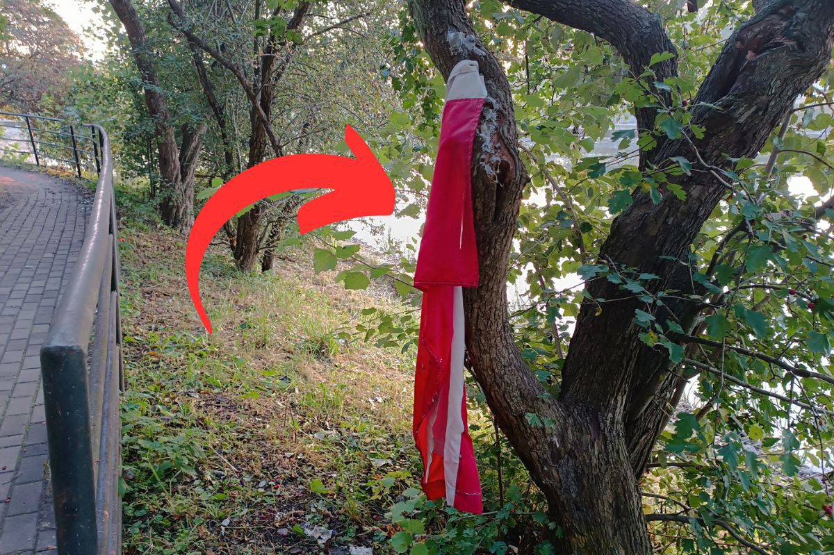 Pomięta flaga na drzewie. Straż Miejska upomina za brak szacunku