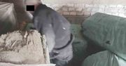 Łuków: Ukrył się na strychu w domu matki. 39-latek został zatrzymany
