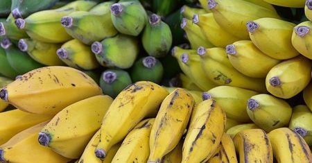 Takich bananów lepiej nie kupuj. To prosta droga do zatrucia