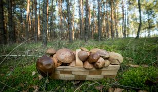 Mapa grzybów w Warszawie. Gdzie na grzybobranie?