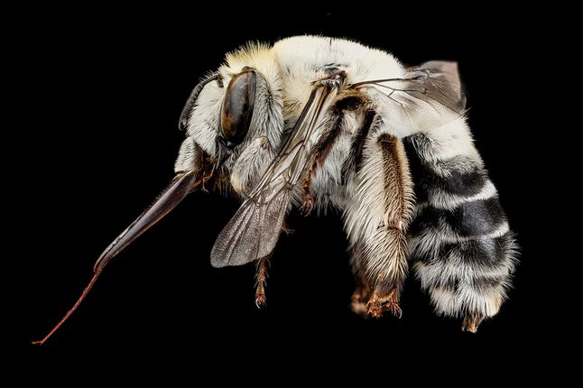 Więcej niezwykle interesujących informacji o całym projekcie, użytej technologii, jak i samych pszczołach, możecie przeczytać na stronie National Grographic. Polecamy!