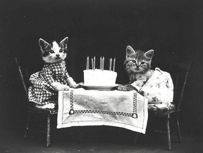 Kocie portrety sprzed 100 lat 2