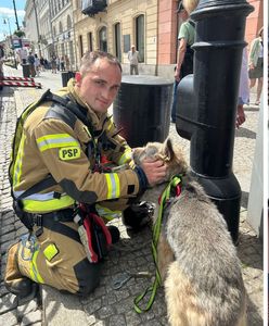 Pies na dachu kamienicy. Strażacy musieli go ściągać