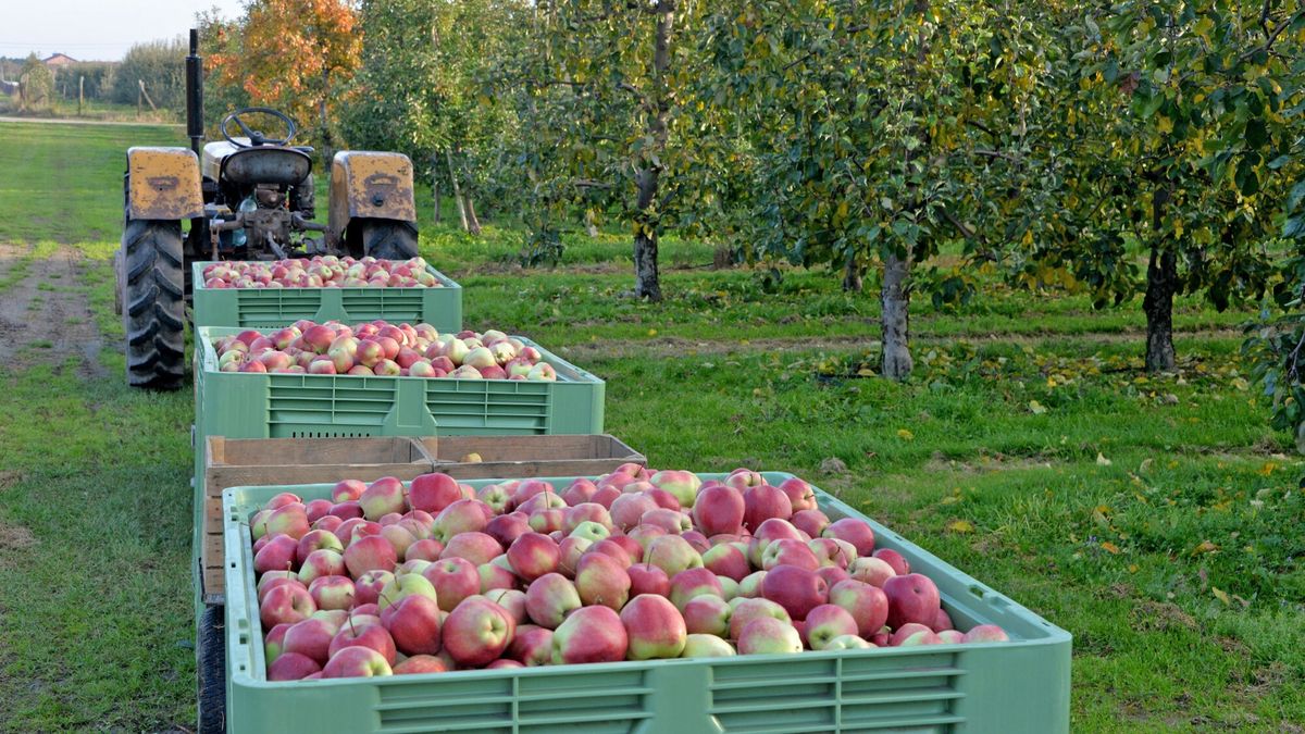 Sadownicy skarżą się, że brakuje rąk do pracy