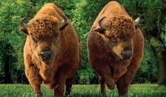 „Dwa szybkie Żubry” znów promują piwo Żubr (wideo)