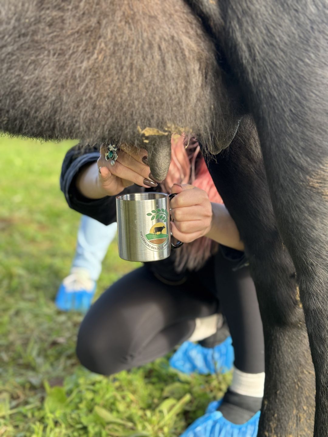 Na Terceirze można spędzić dzień z krowami