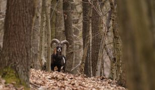 Internauci oszaleli na punkcie tego zwierzęcia. Film pokazujący je w galopie ma ponad milion wyświetleń