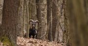 Internauci oszaleli na punkcie tego zwierzęcia. Film pokazujący je w galopie ma ponad milion wyświetleń