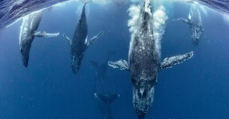 Zobaczcie najlepsze zdjęcia konkursu GDT European Wildlife Photographer of the Year 2016