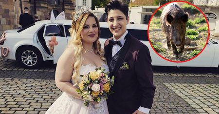 Atak dzika tuż przed ślubem. Panna młoda z obrażeniami