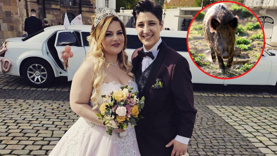 Dzik zaatakował pannę młodą dzień przed jej ślubem. fot. facebook.com/chiara.pandin