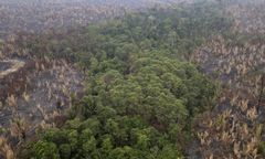 Śledztwo: wielkie marki modowe powiązane z wycinką drzew w Amazonii