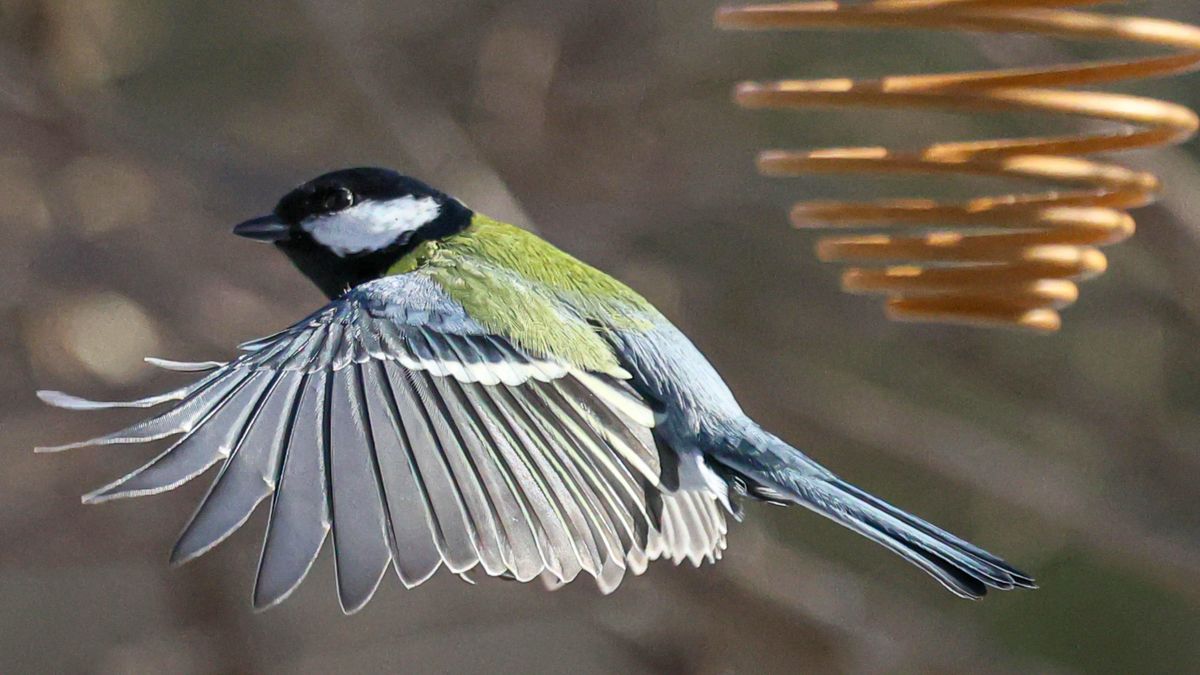 Sikorka w ogrodzie Saskim w Warszawie