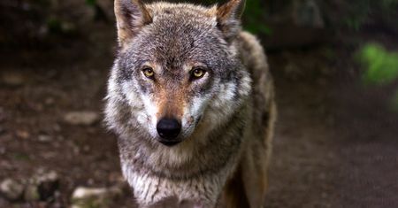 Kamery terenowe pokazują ciekawe zachowania wilków i innych drapieżników. Niektóre są zaskakujące