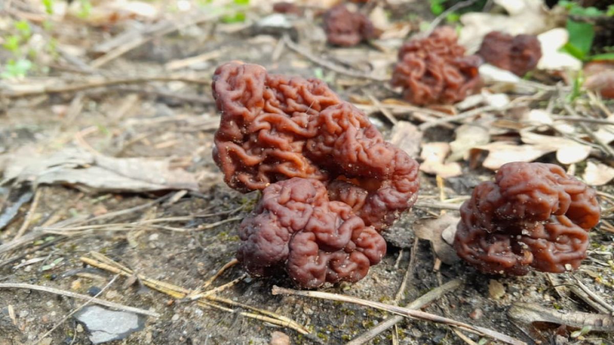 Silnie trujący grzyb w polskich lasach