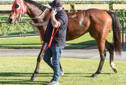 Wrocław. W straży miejskiej nowy funkcjonariusz. Koń zastąpi konia