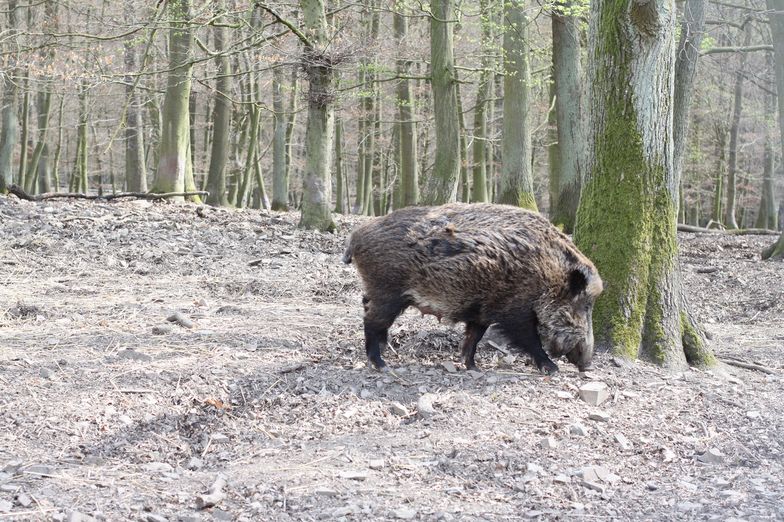 Podlasie: Wojewoda wnioskuje o ogłoszenie stanu klęski