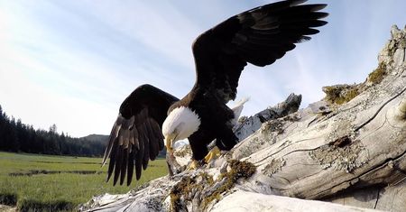 Wasz aparat może podzielić los kamerki GoPro, którą orzeł pomylił z rybą