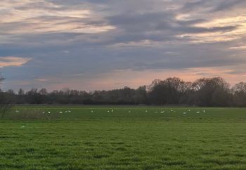 Wyszła przed dom. Dojrzała je na polu. "Dziesiątki białych punktów"