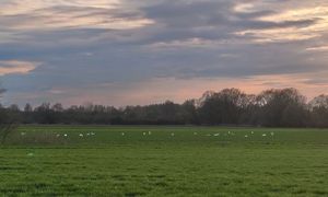 Wyszła przed dom. Dojrzała je na polu. "Dziesiątki białych punktów"