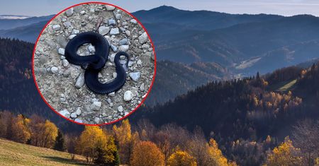 Zdjęcie z parku narodowego. Taki okaz to rzadkość. "Przeraża mnie"