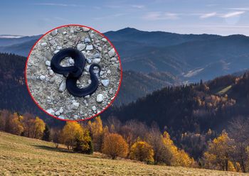 Zdjęcie z parku narodowego. Taki okaz to rzadkość. "Przeraża mnie"