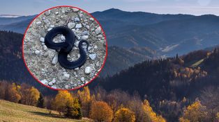 Zdjęcie z parku narodowego. Taki okaz to rzadkość. "Przeraża mnie"