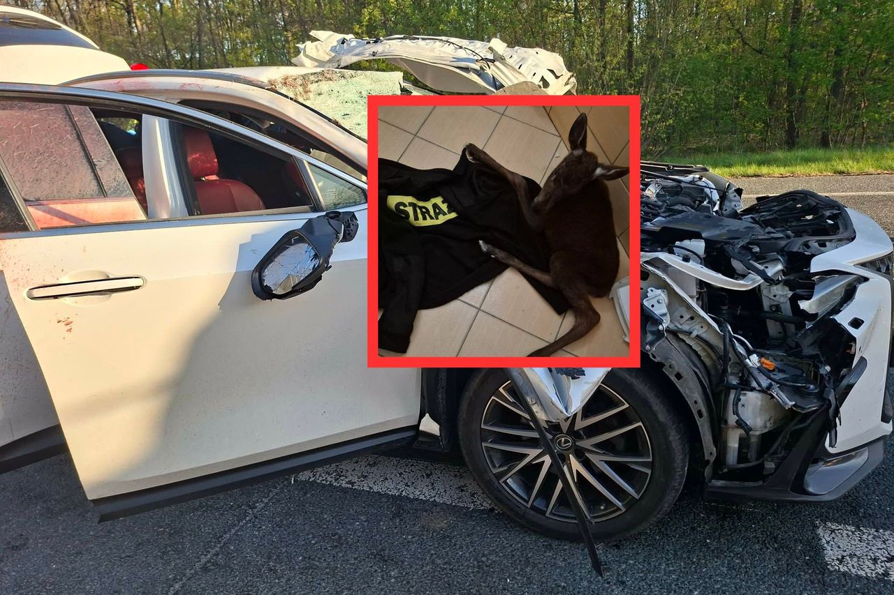 Kolizja z łosiem. Niespodziewany finał. "Urodziła żywe młode"