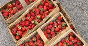 Polskie truskawki już na straganach. Jak je rozpoznać?