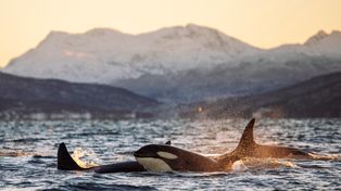 Orki atakują młode rekiny. Paraliżują, wyrywają wątrobę i dzielą się łupem