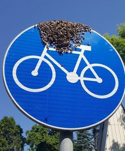 Warszawa. Pszczoły na rowerze. Rój dojechał do pasieki