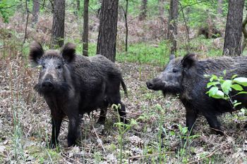 Martwy dzik z ASF w Łódzkiem. ABW bada sprawę