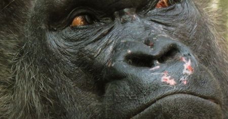 Horror w zoo. Stan 46-latka jest ciężki