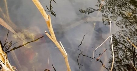 Lubuskie. Drogocenne odkrycie w stawie w Różankach