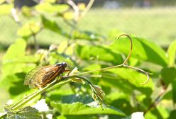 USA. Trwa inwazja cykad Brood X. Są potwornie głośne