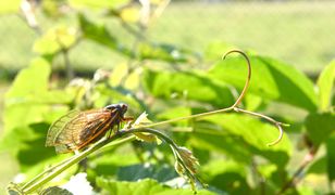 USA. Trwa inwazja cykad Brood X. Są potwornie głośne